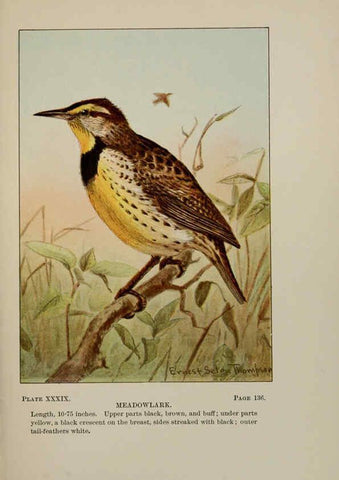 Reproducción/Reproduction 5977743261: Bird-life : a guide to the study of our common birds New York :Appleton,1900