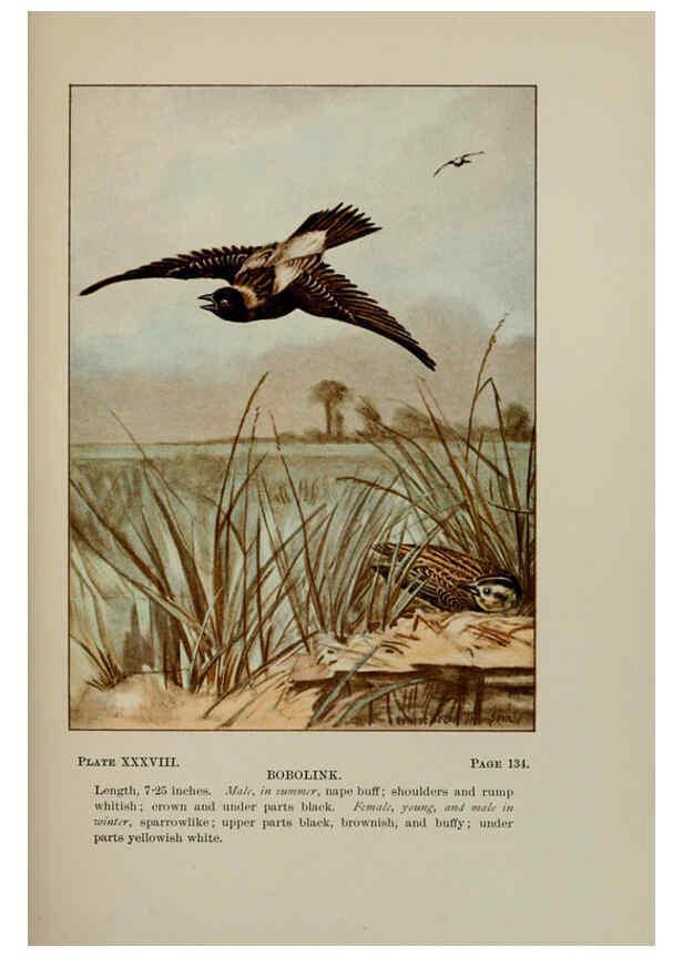 Reproducción/Reproduction 5978303302: Bird-life : a guide to the study of our common birds New York :Appleton,1900