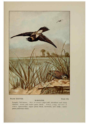 Reproducción/Reproduction 5978303302: Bird-life : a guide to the study of our common birds New York :Appleton,1900
