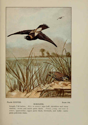 Reproducción/Reproduction 5978303302: Bird-life : a guide to the study of our common birds New York :Appleton,1900