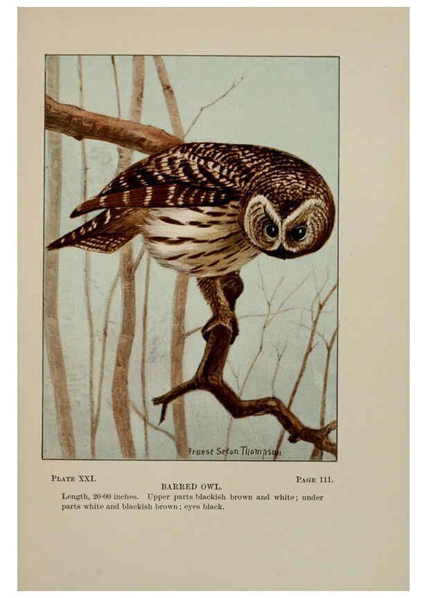 Reproducción/Reproduction 5978295586: Bird-life : a guide to the study of our common birds New York :Appleton,1900