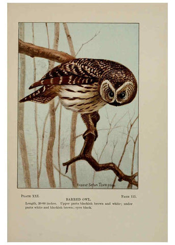 Reproducción/Reproduction 5978295586: Bird-life : a guide to the study of our common birds New York :Appleton,1900