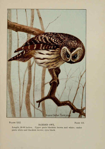 Reproducción/Reproduction 5978295586: Bird-life : a guide to the study of our common birds New York :Appleton,1900
