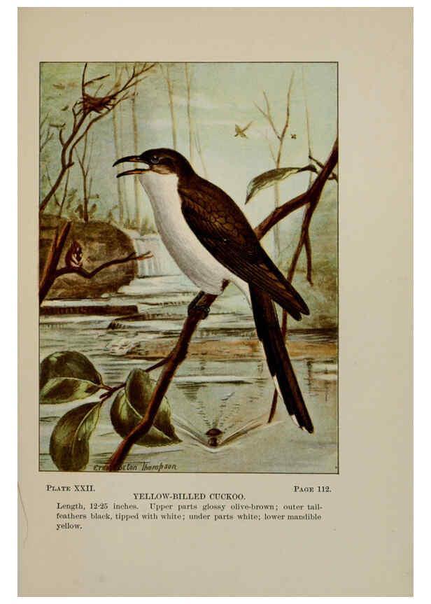 Reproducción/Reproduction 5978295914: Bird-life : a guide to the study of our common birds New York :Appleton,1900
