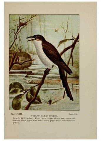 Reproducción/Reproduction 5978295914: Bird-life : a guide to the study of our common birds New York :Appleton,1900