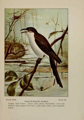 Reproducción/Reproduction 5978295914: Bird-life : a guide to the study of our common birds New York :Appleton,1900