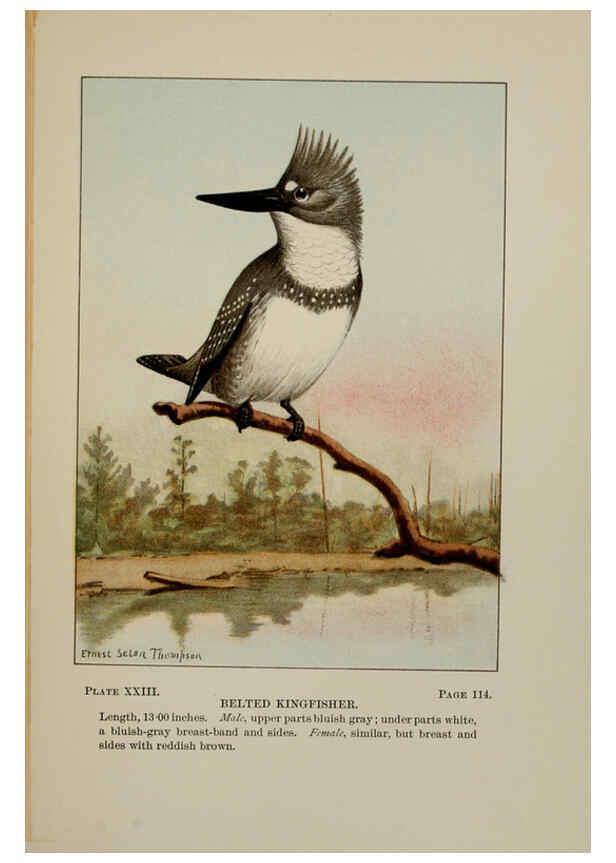 Reproducción/Reproduction 5977736337: Bird-life : a guide to the study of our common birds New York :Appleton,1900