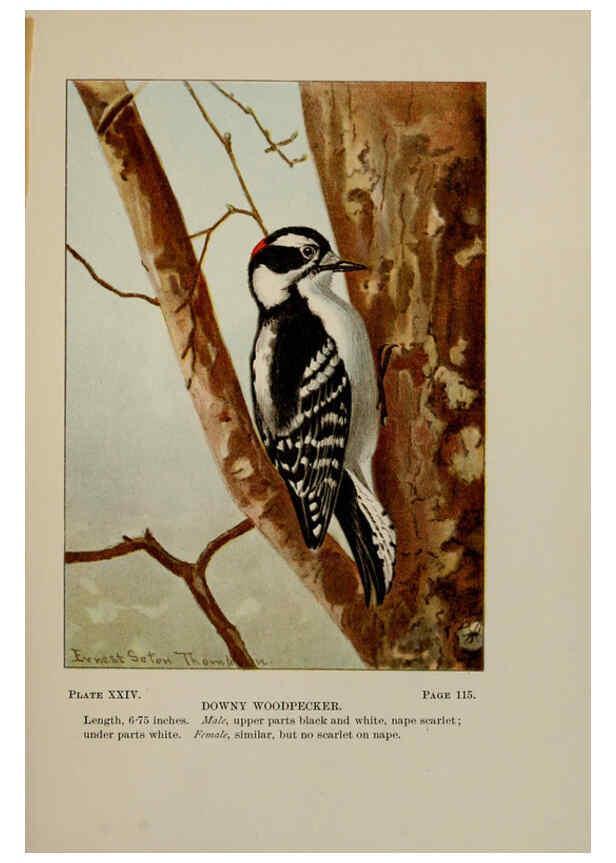 Reproducción/Reproduction 5978297186: Bird-life : a guide to the study of our common birds New York :Appleton,1900