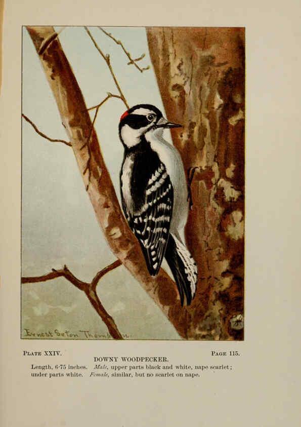 Reproducción/Reproduction 5978297186: Bird-life : a guide to the study of our common birds New York :Appleton,1900