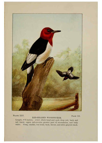 Reproducción/Reproduction 5977737293: Bird-life : a guide to the study of our common birds New York :Appleton,1900