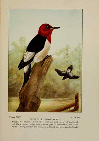 Reproducción/Reproduction 5977737293: Bird-life : a guide to the study of our common birds New York :Appleton,1900