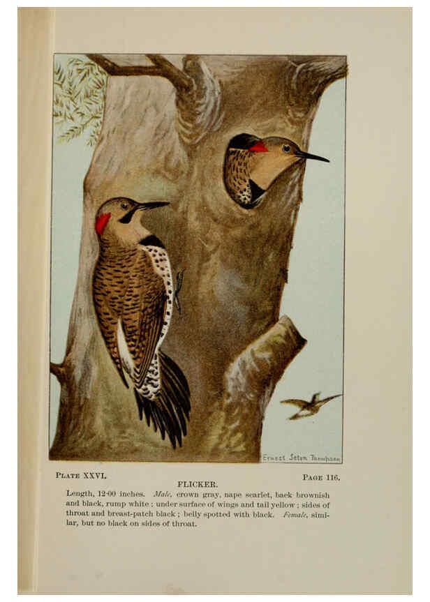 Reproducción/Reproduction 5977737753: Bird-life : a guide to the study of our common birds New York :Appleton,1900
