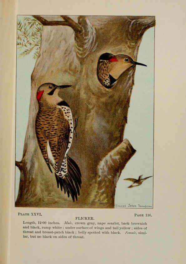 Reproducción/Reproduction 5977737753: Bird-life : a guide to the study of our common birds New York :Appleton,1900