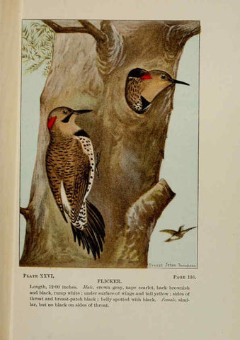 Reproducción/Reproduction 5977737753: Bird-life : a guide to the study of our common birds New York :Appleton,1900