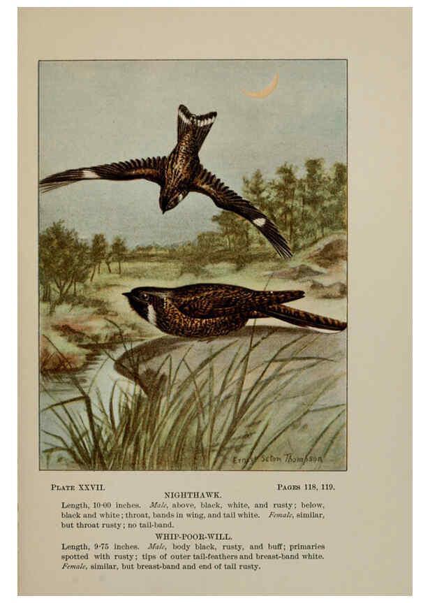 Reproducción/Reproduction 5977738103: Bird-life : a guide to the study of our common birds New York :Appleton,1900