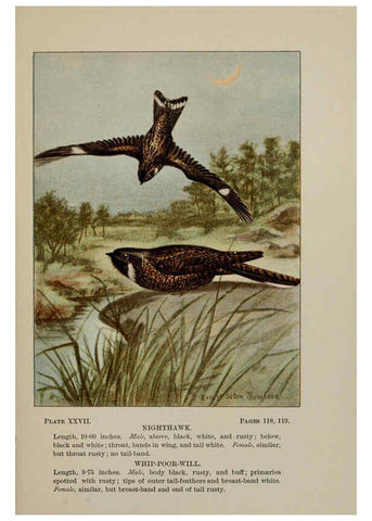 Reproducción/Reproduction 5977738103: Bird-life : a guide to the study of our common birds New York :Appleton,1900