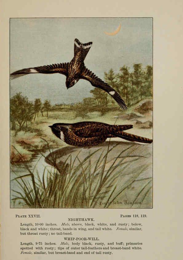 Reproducción/Reproduction 5977738103: Bird-life : a guide to the study of our common birds New York :Appleton,1900