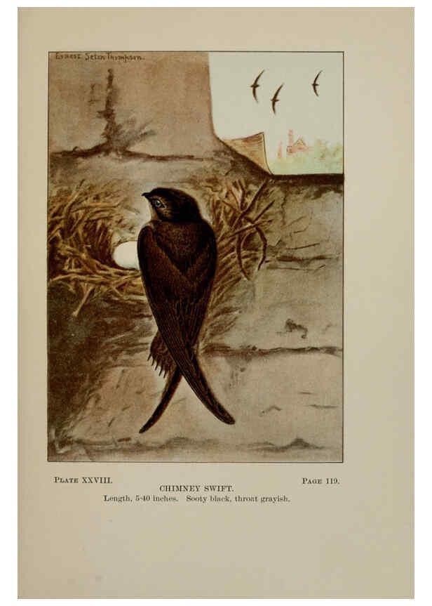 Reproducción/Reproduction 5977738769: Bird-life : a guide to the study of our common birds New York :Appleton,1900