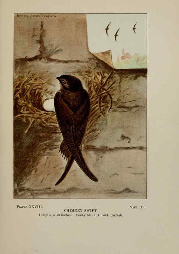 Reproducción/Reproduction 5977738769: Bird-life : a guide to the study of our common birds New York :Appleton,1900