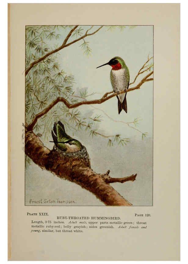 Reproducción/Reproduction 5978299404: Bird-life : a guide to the study of our common birds New York :Appleton,1900