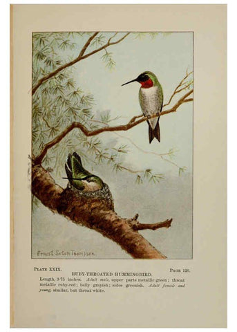 Reproducción/Reproduction 5978299404: Bird-life : a guide to the study of our common birds New York :Appleton,1900