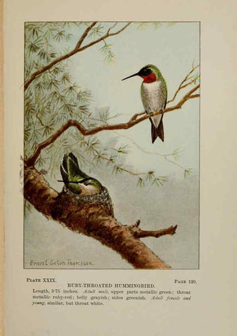 Reproducción/Reproduction 5978299404: Bird-life : a guide to the study of our common birds New York :Appleton,1900