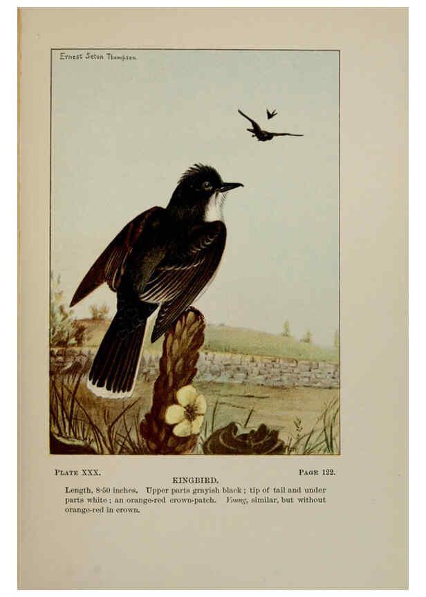 Reproducción/Reproduction 5978299978: Bird-life : a guide to the study of our common birds New York :Appleton,1900