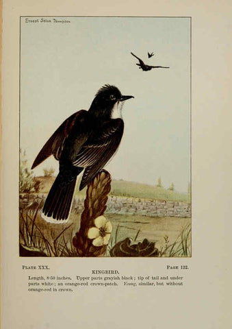 Reproducción/Reproduction 5978299978: Bird-life : a guide to the study of our common birds New York :Appleton,1900