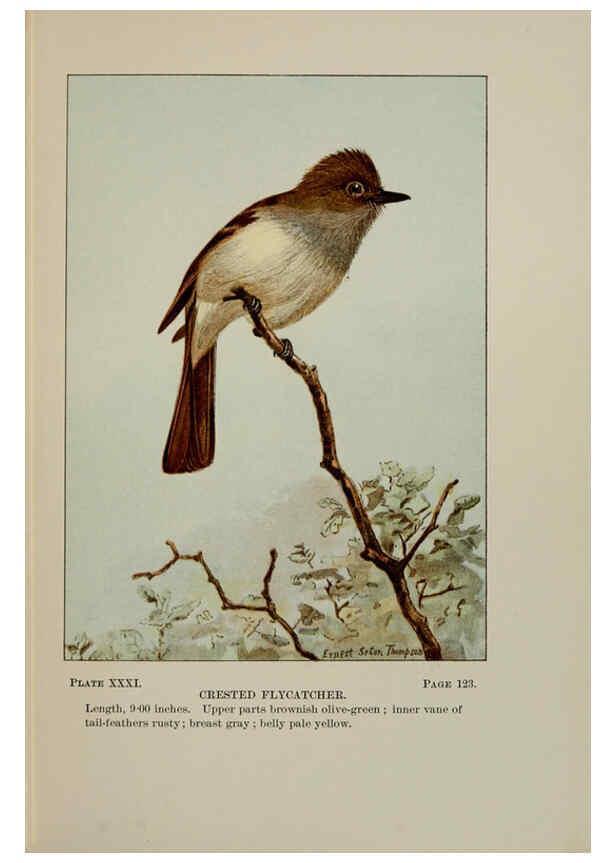 Reproducción/Reproduction 5977740011: Bird-life : a guide to the study of our common birds New York :Appleton,1900