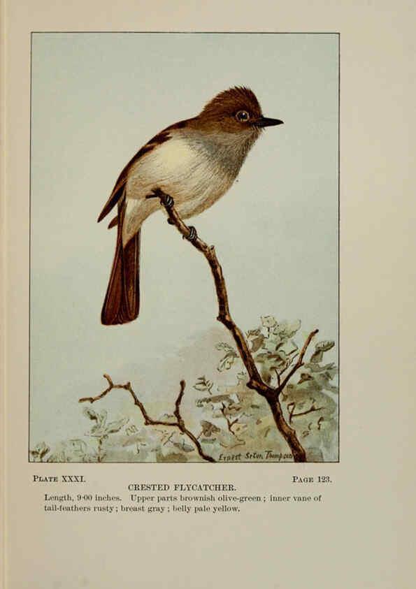 Reproducción/Reproduction 5977740011: Bird-life : a guide to the study of our common birds New York :Appleton,1900