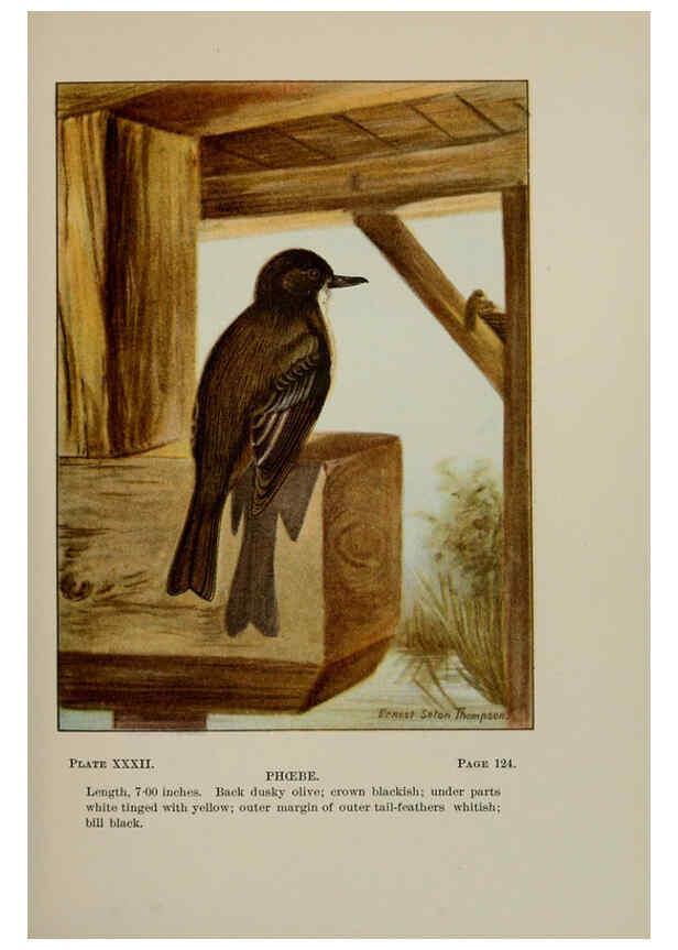 Reproducción/Reproduction 5978300618: Bird-life : a guide to the study of our common birds New York :Appleton,1900