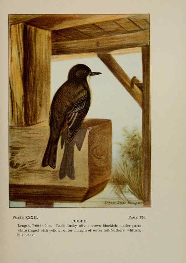 Reproducción/Reproduction 5978300618: Bird-life : a guide to the study of our common birds New York :Appleton,1900