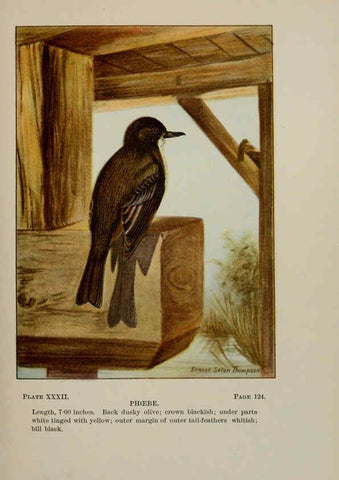 Reproducción/Reproduction 5978300618: Bird-life : a guide to the study of our common birds New York :Appleton,1900