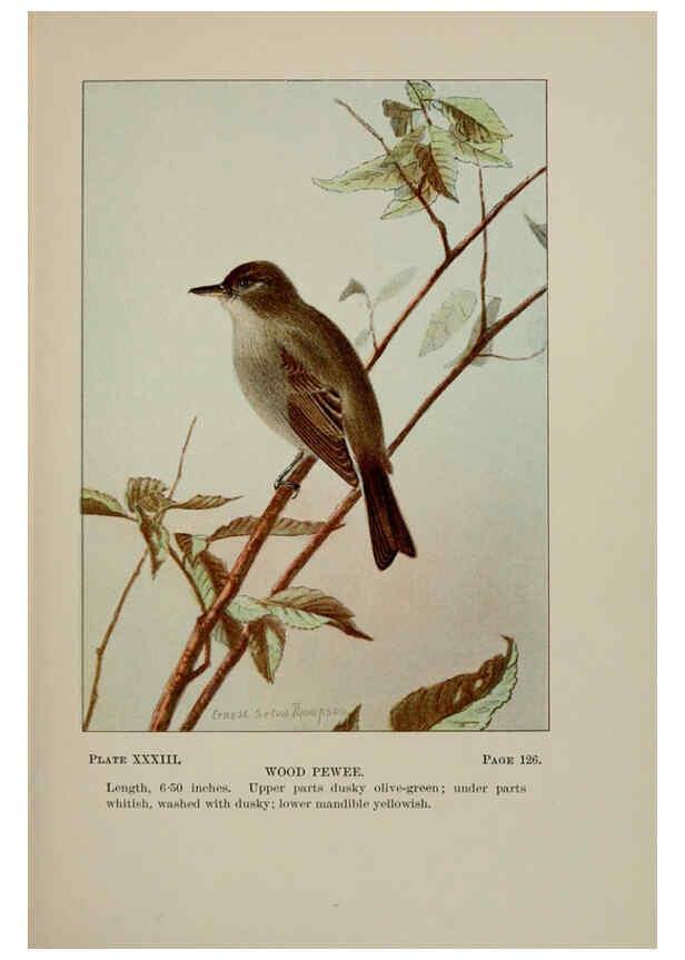 Reproducción/Reproduction 5978301048: Bird-life : a guide to the study of our common birds New York :Appleton,1900