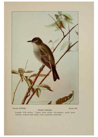 Reproducción/Reproduction 5978301048: Bird-life : a guide to the study of our common birds New York :Appleton,1900