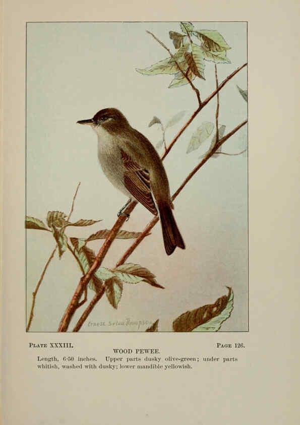 Reproducción/Reproduction 5978301048: Bird-life : a guide to the study of our common birds New York :Appleton,1900