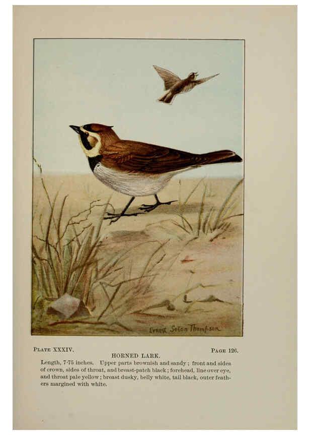 Reproducción/Reproduction 5978301460: Bird-life : a guide to the study of our common birds New York :Appleton,1900