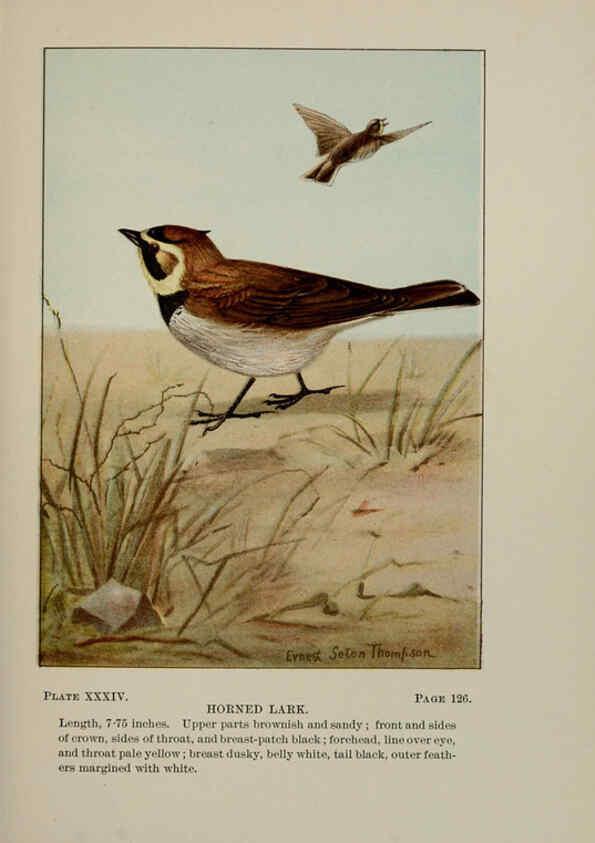 Reproducción/Reproduction 5978301460: Bird-life : a guide to the study of our common birds New York :Appleton,1900