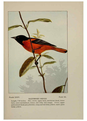 Reproducción/Reproduction 5977741645: Bird-life : a guide to the study of our common birds New York :Appleton,1900