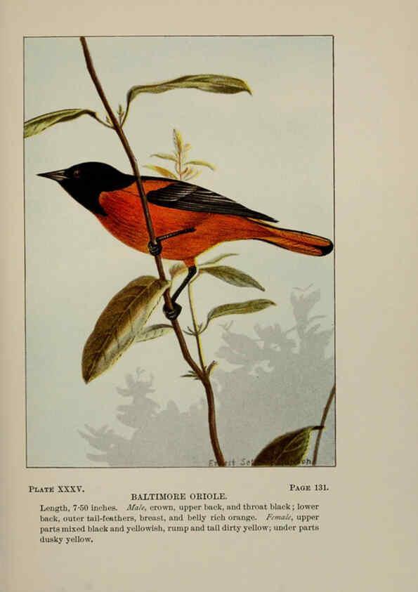 Reproducción/Reproduction 5977741645: Bird-life : a guide to the study of our common birds New York :Appleton,1900