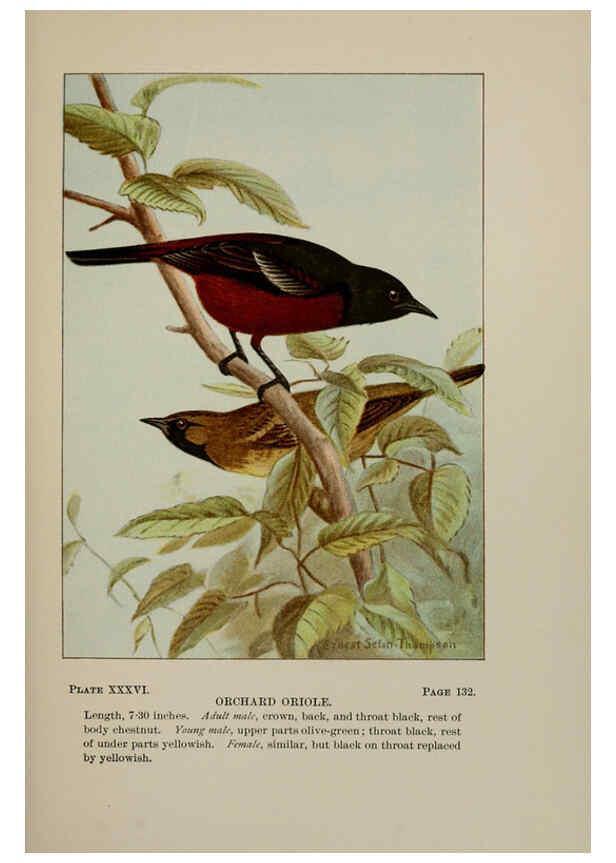 Reproducción/Reproduction 5977742069: Bird-life : a guide to the study of our common birds New York :Appleton,1900
