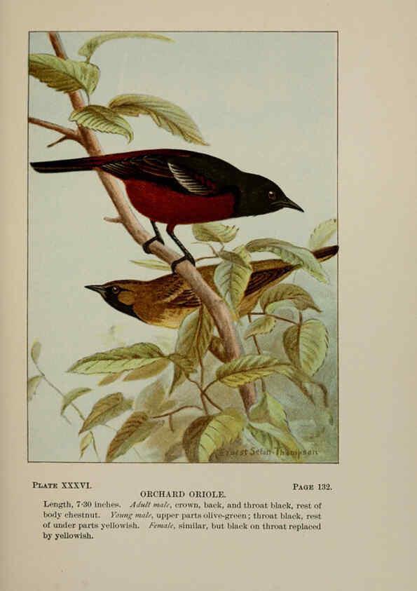Reproducción/Reproduction 5977742069: Bird-life : a guide to the study of our common birds New York :Appleton,1900