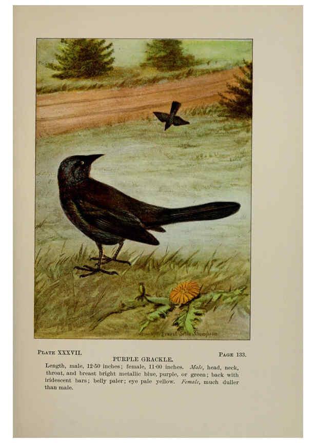 Reproducción/Reproduction 5977742479: Bird-life : a guide to the study of our common birds New York :Appleton,1900
