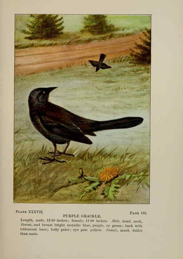 Reproducción/Reproduction 5977742479: Bird-life : a guide to the study of our common birds New York :Appleton,1900