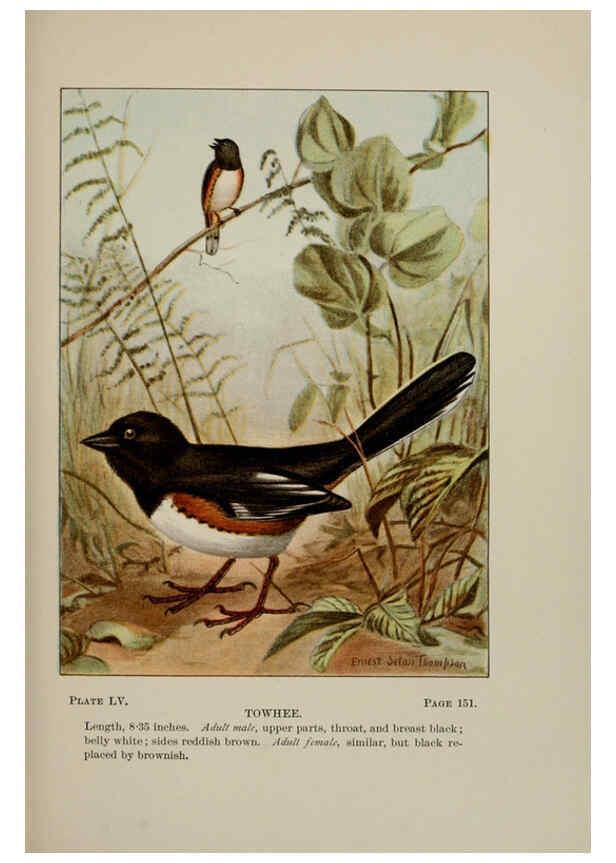 Reproducción/Reproduction 5978311234: Bird-life : a guide to the study of our common birds New York :Appleton,1900