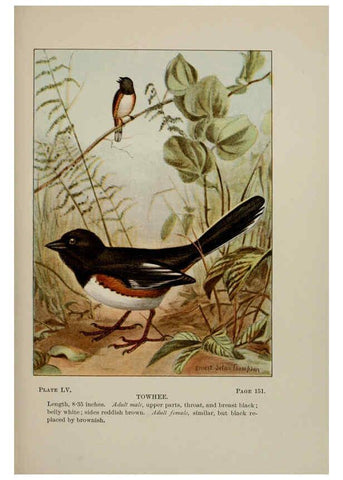 Reproducción/Reproduction 5978311234: Bird-life : a guide to the study of our common birds New York :Appleton,1900