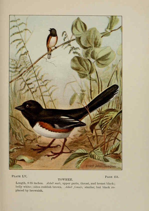 Reproducción/Reproduction 5978311234: Bird-life : a guide to the study of our common birds New York :Appleton,1900
