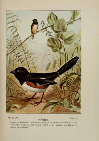 Reproducción/Reproduction 5978311234: Bird-life : a guide to the study of our common birds New York :Appleton,1900