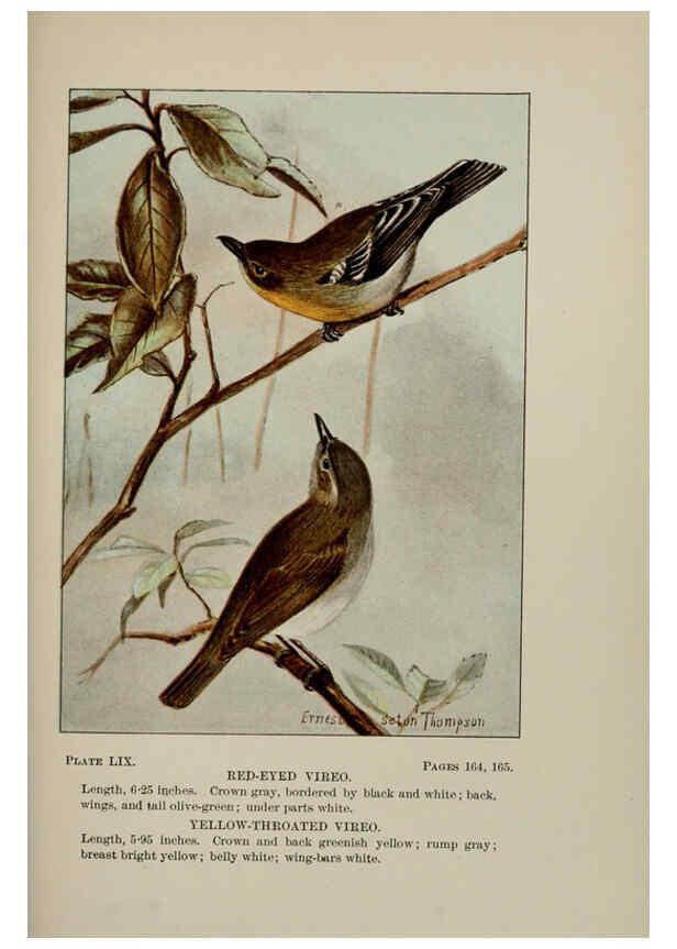 Reproducción/Reproduction 5978311516: Bird-life : a guide to the study of our common birds New York :Appleton,1900