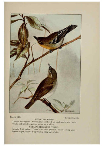 Reproducción/Reproduction 5978311516: Bird-life : a guide to the study of our common birds New York :Appleton,1900